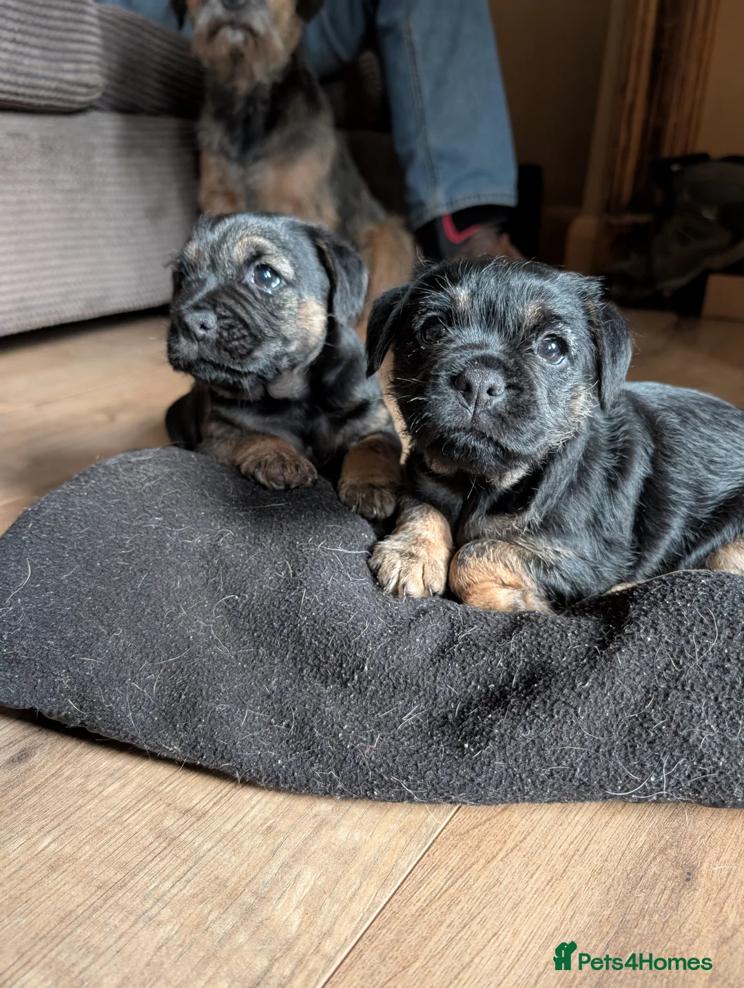 Border Terrier dogs for sale: Border terrier puppies for sale in Carlisle - Advert 1
