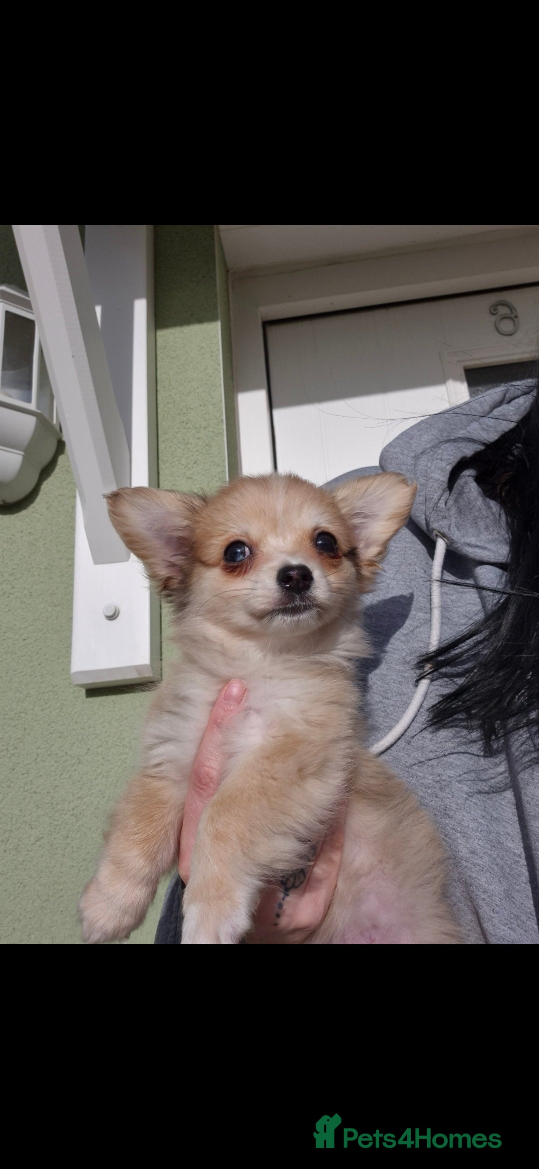 Chihuahua dogs Long haired chihuahua  - Advert 10