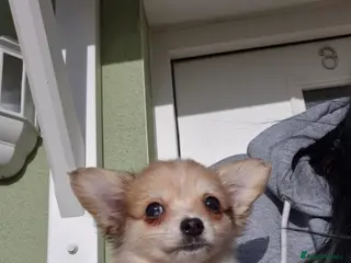 Chihuahua dogs Long haired chihuahua - Advert 10