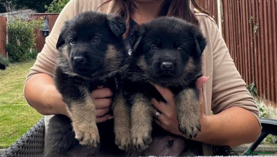 German Shepherd dogs for sale: TOP CHAMPION LINE GERMAN SHEPHERD PUPPIES FOR SALE - Advert 13