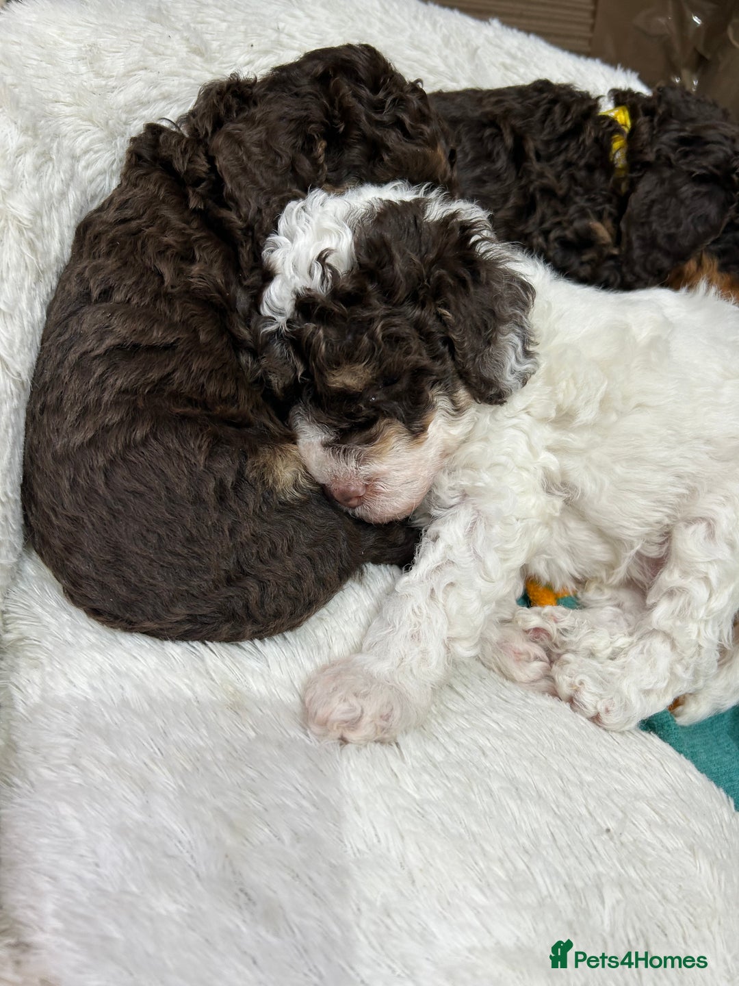 Toy Poodle dogs for sale: Toy poodle boy chocolate and white  - Advert 8