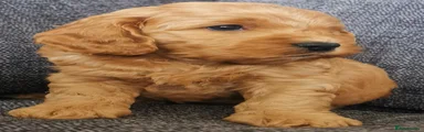 Cockapoo 3