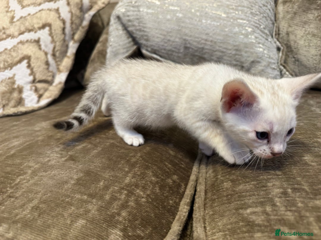 Bengal cats for sale: Exceptional TICA Registered Bengals- Champion Line - Advert 4