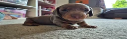 Miniature Dachshund dogs for sale: 2 beautiful miniature dachshund pups - Advert 8