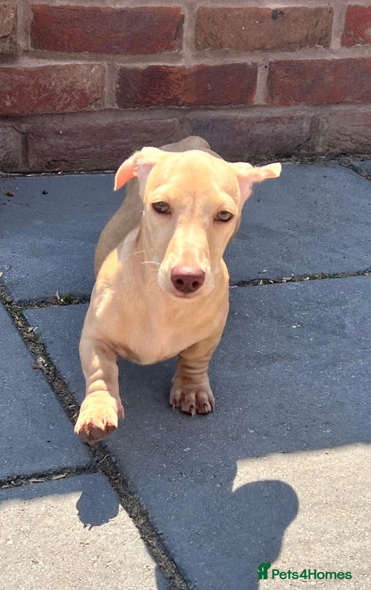 Miniature Dachshund dogs 1 beautiful cream Miniature Dachshund girl - Advert 1