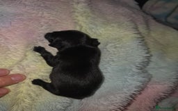 Pug dogs for sale: KC Pug puppies 4 girls 3 boys - Image 8