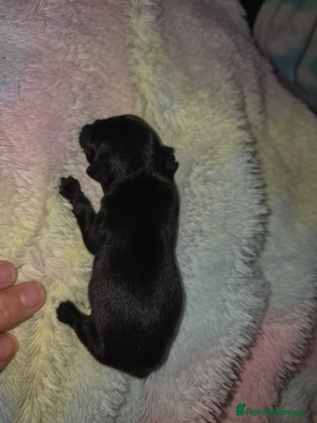 Pug dogs for sale: KC Pug puppies 4 girls 3 boys - Image 8