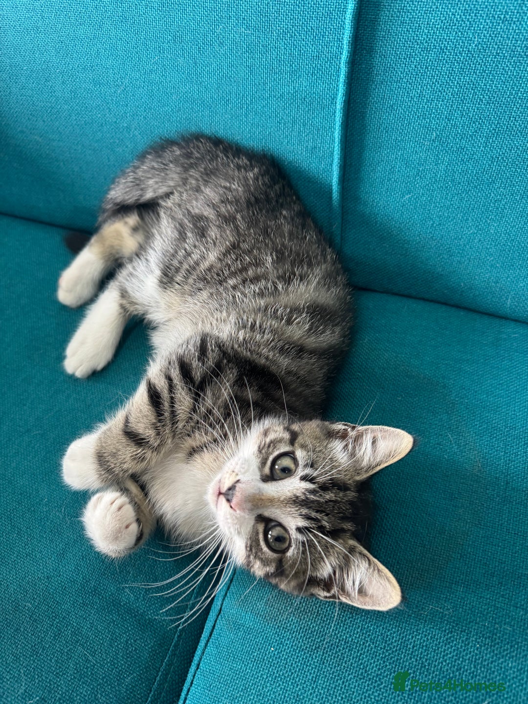 British Shorthair cats for sale: Stripped British shorthair kittens - Image 7