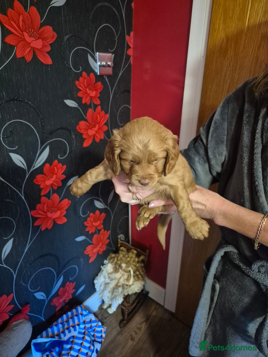 Cockapoo dogs for sale: Cockapoo - Image 9