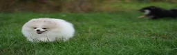 Pomeranian dogs for sale: Sweet little pups  - Advert 4
