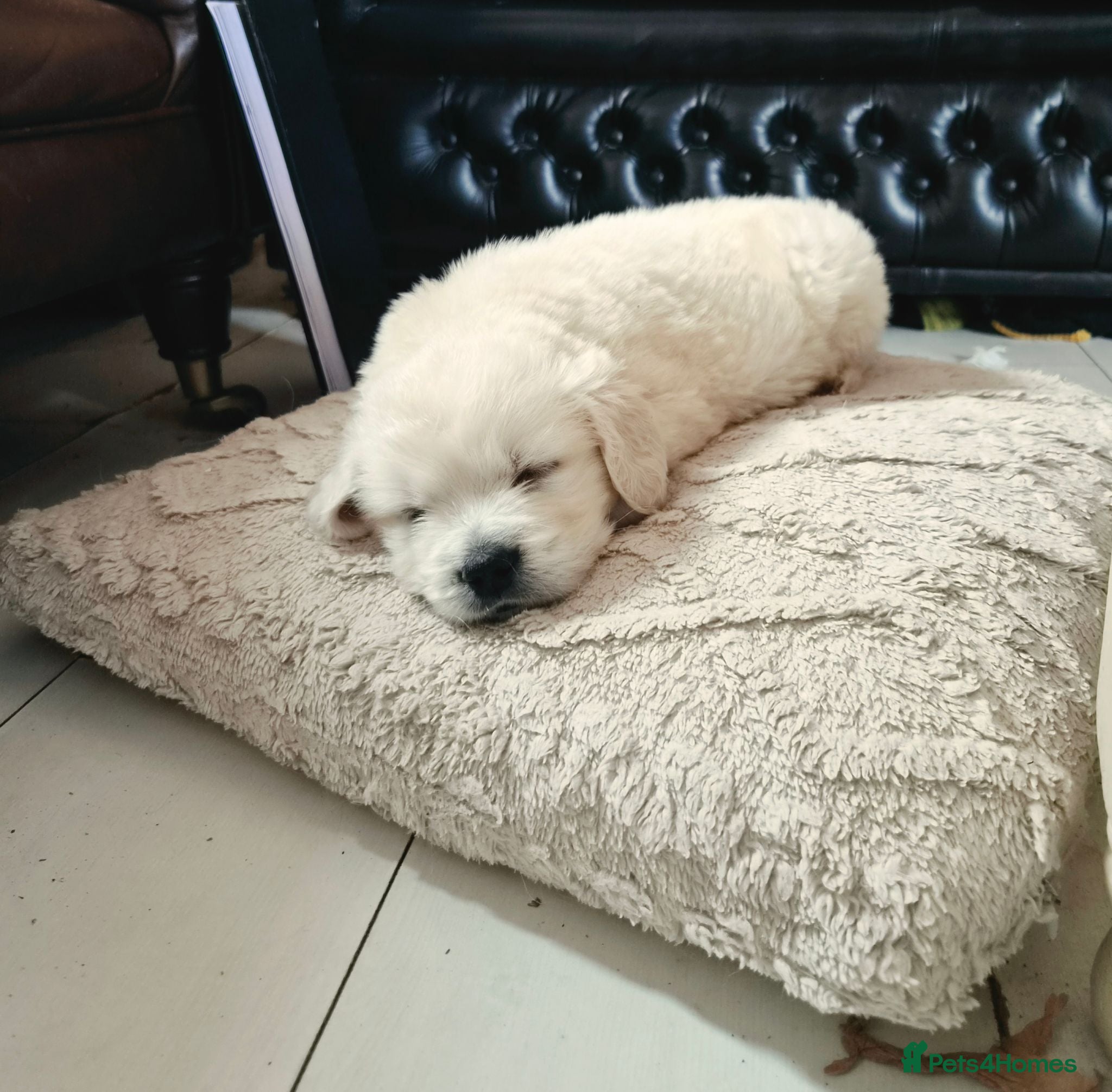 Golden Retriever dogs Exceptional  health tested male Golden Retriever - Advert 1