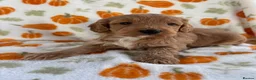 Cockapoo dogs for sale: Beautiful cockapoo puppys - Advert 14