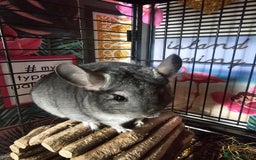 Chinchilla rodents for sale: Lovely sister chinchillas - Image 2