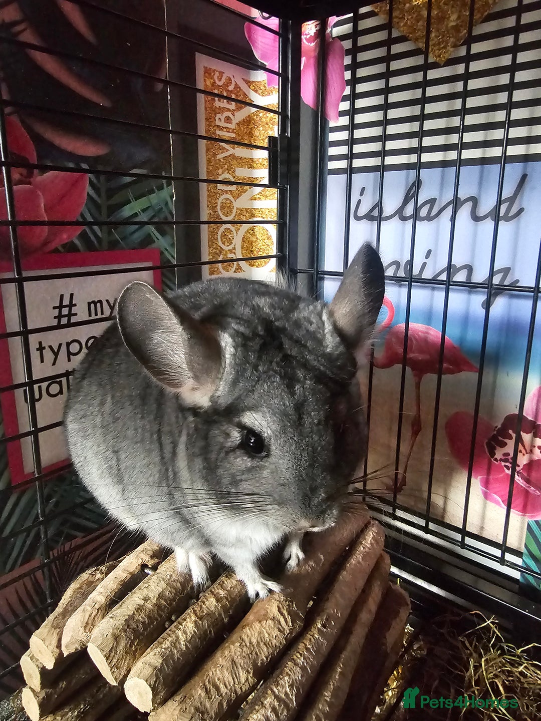 Chinchilla rodents for sale: Lovely sister chinchillas - Image 2