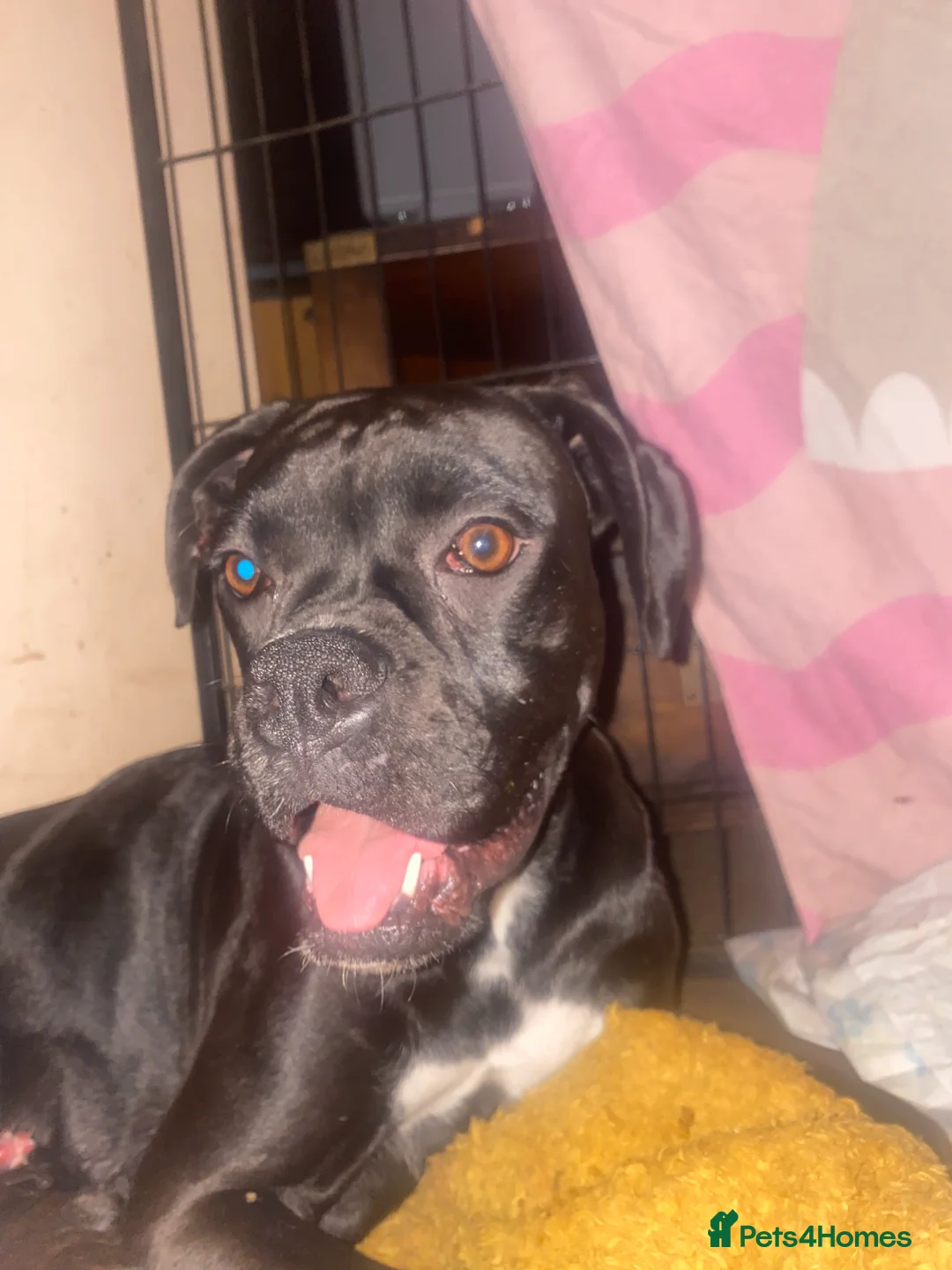 Mixed Breed dogs for sale: 🧬Kc reg mum black boxer & mini boxer pups 🤩 8wk - Advert 40