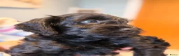 Cockapoo dogs for sale: Stunning F1 Cockapoo black male pup for sale  - Advert 3