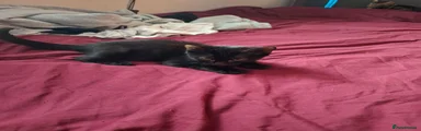 Black Female kitten