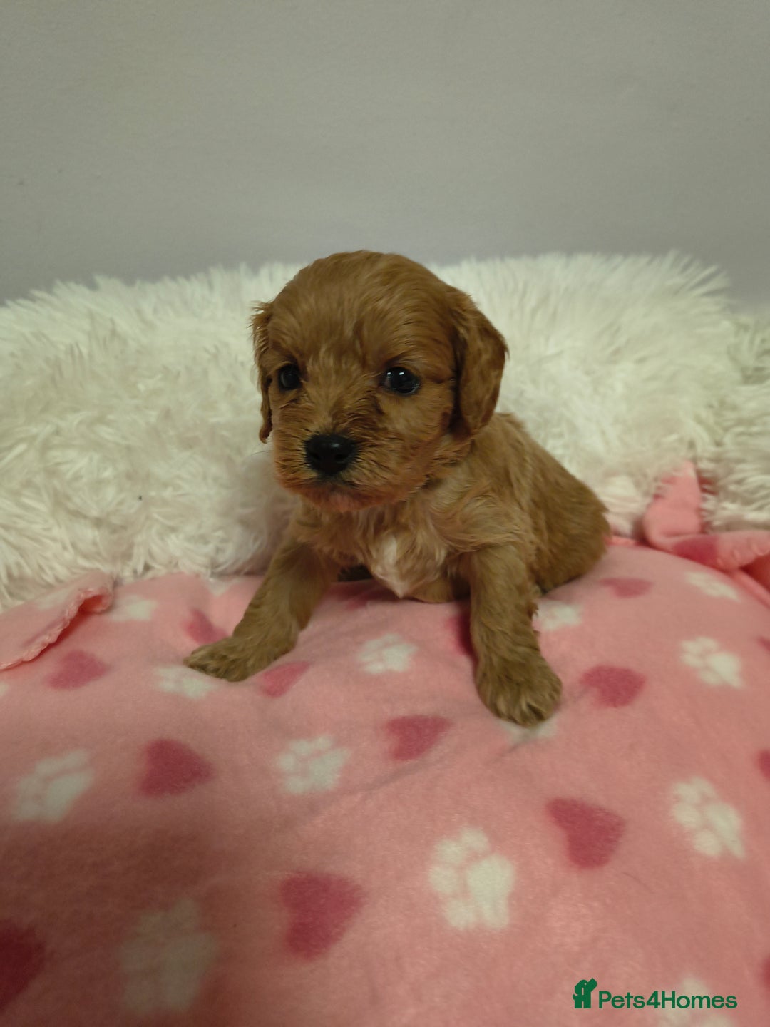 Cavapoo dogs for sale: Stunning litter of F1 cavapoo puppies,DWKC reg  - Advert 10