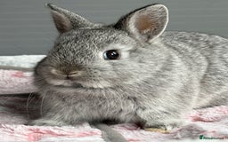 Netherland Dwarf rabbits for sale: Outstanding Pure Bred Netherland Dwarf Male  - Image 2