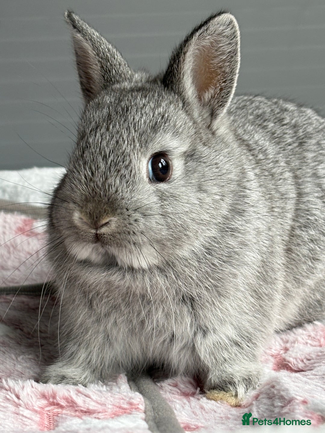 Netherland Dwarf rabbits for sale: Outstanding Pure Bred Netherland Dwarf Male  - Image 2