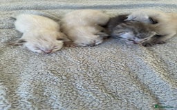 Ragdoll cats for sale: RAGDOLL X KITTENS  - Image 5