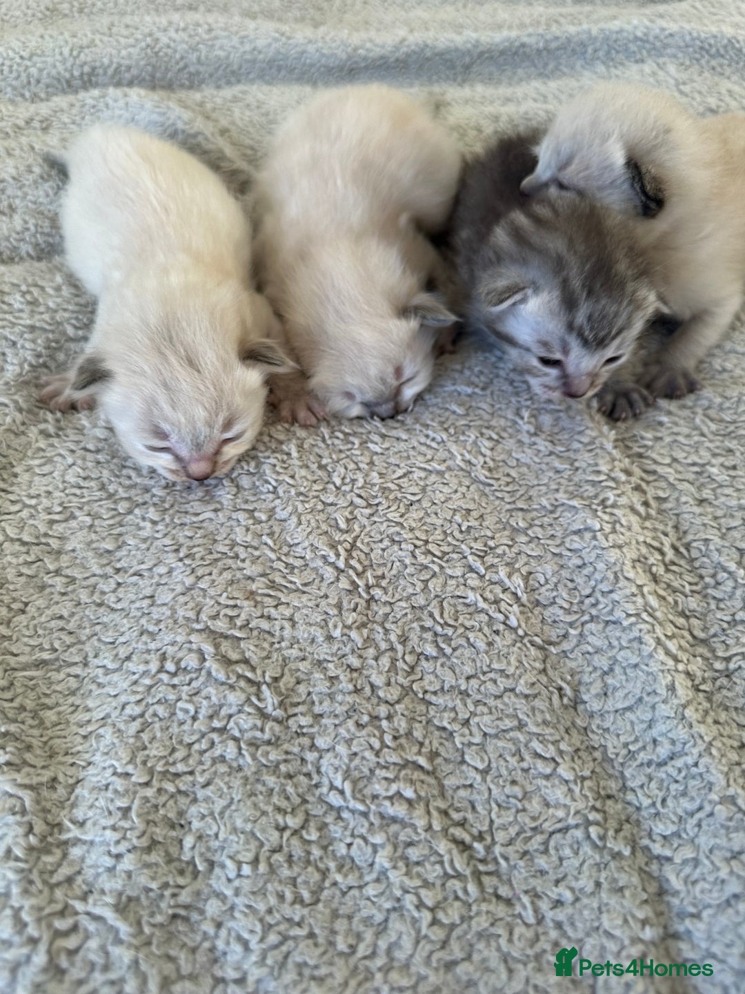 Ragdoll cats for sale: RAGDOLL X KITTENS  - Image 5