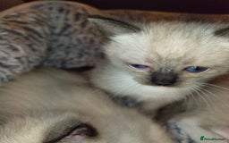 Siamese cats for sale: Siamese crossed with  Ragdol - Image 14