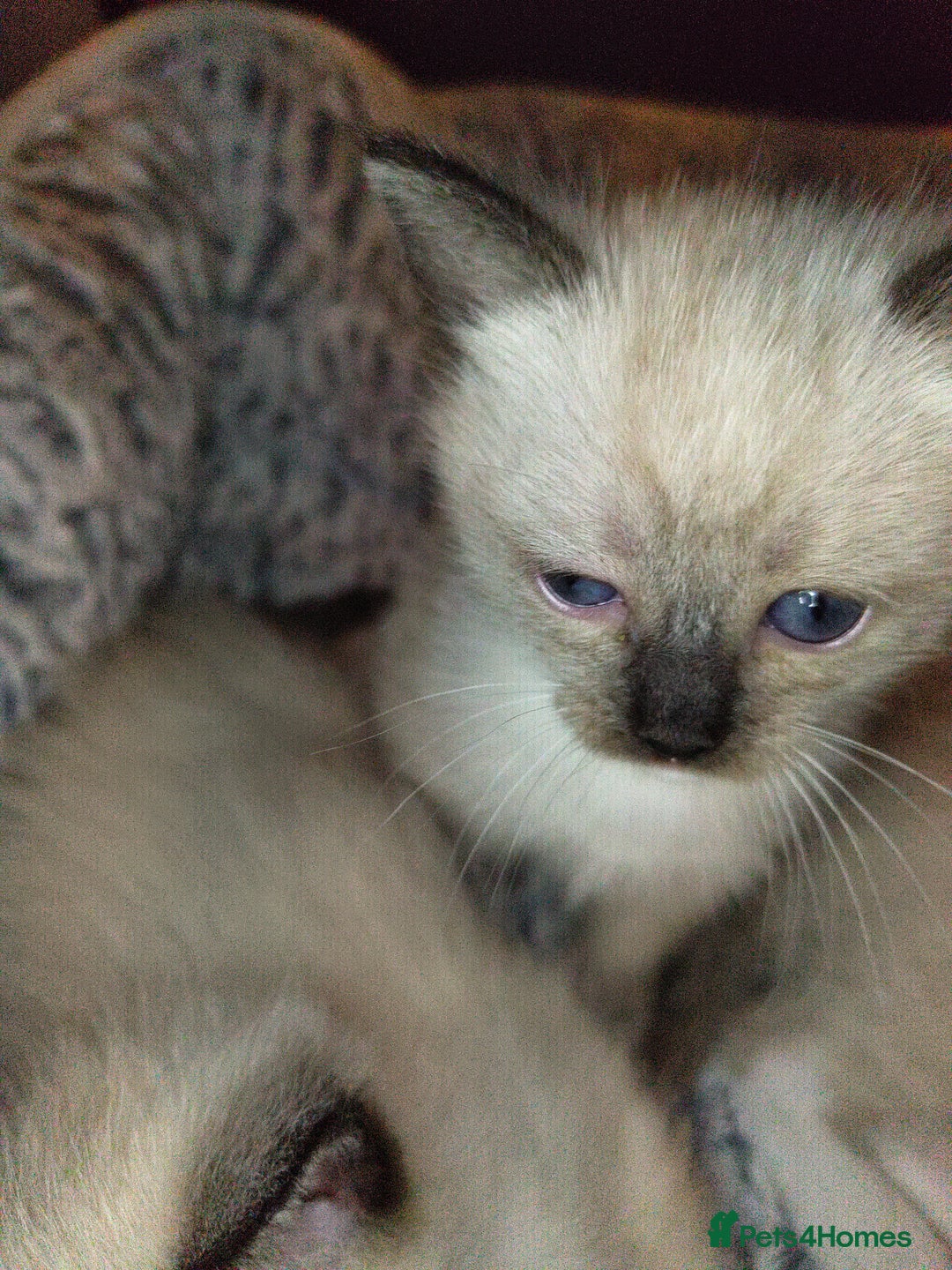 Siamese cats for sale: Siamese crossed with  Ragdol - Image 14