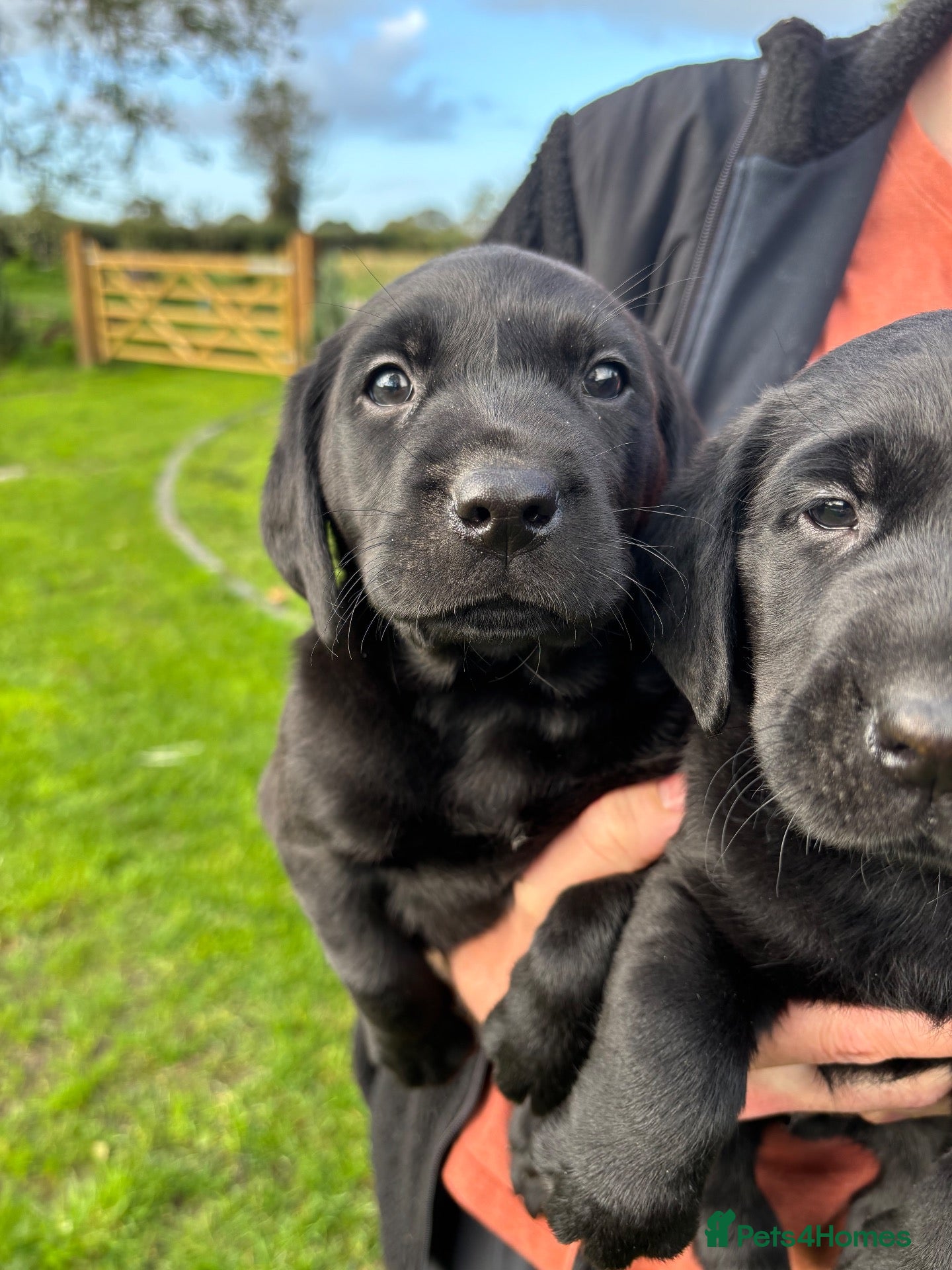 Labrador Retriever dogs Ready in 2 weeks KC Reg health tested Lab pups 🐾 - Advert 2