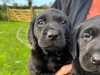 Labrador Retriever dogs Ready in 2 weeks KC Reg health tested Lab pups 🐾 - Advert 2