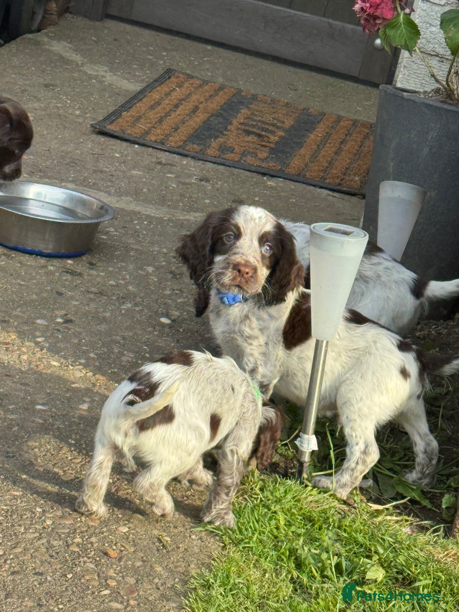 Cocker Spaniel dogs COCKER SPANIEL PUPPIES READY TO LEAVE IN 1 WEEK🎊 - Advert 6