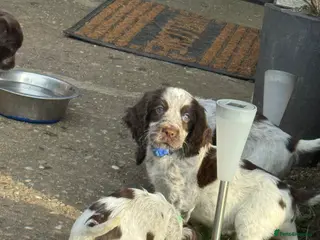 Cocker Spaniel dogs COCKER SPANIEL PUPPIES READY TO LEAVE IN 1 WEEK🎊 - Advert 6
