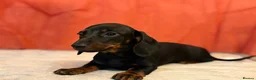 Dachshund dogs for sale: Miniature Dachshund Puppies - Advert 4