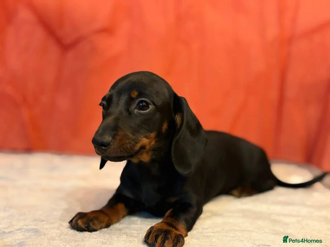 Dachshund dogs for sale: Miniature Dachshund Puppies - Advert 4