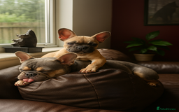 French Bulldog dogs for sale: Rare Sable Frenchie–Raised Right & Ready Now! 🍼🐾 in Preston - Image 14