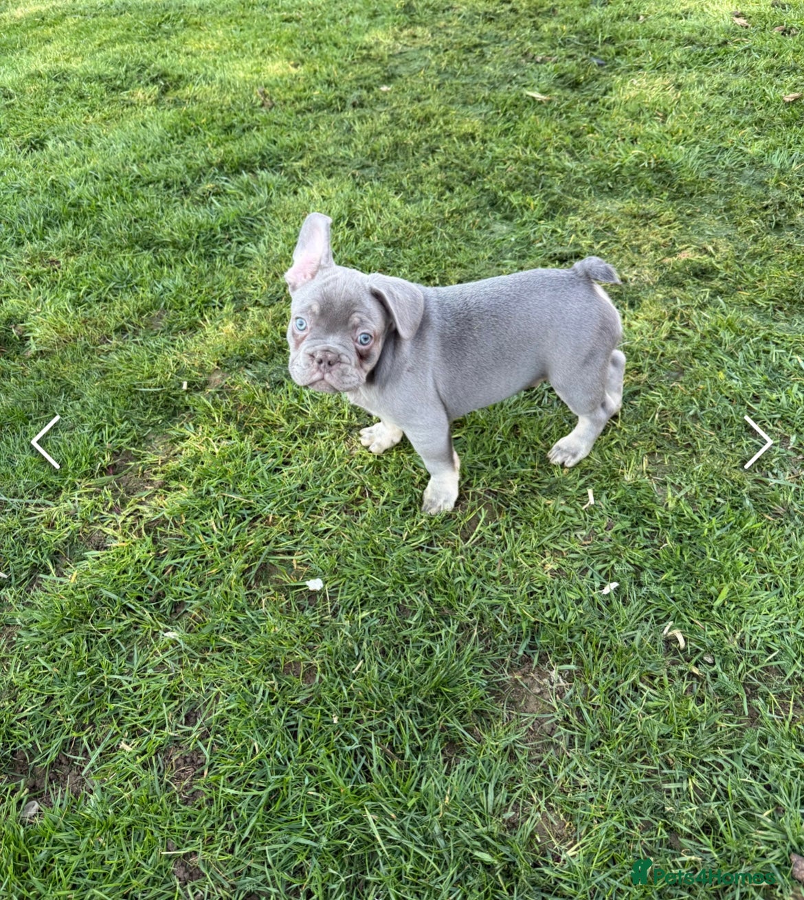 French Bulldog dogs £650 French bulldog  - Advert 2