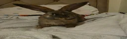 Mixed Breed rabbits for sale: Mixed giant breed rabbits  in London - Advert 4