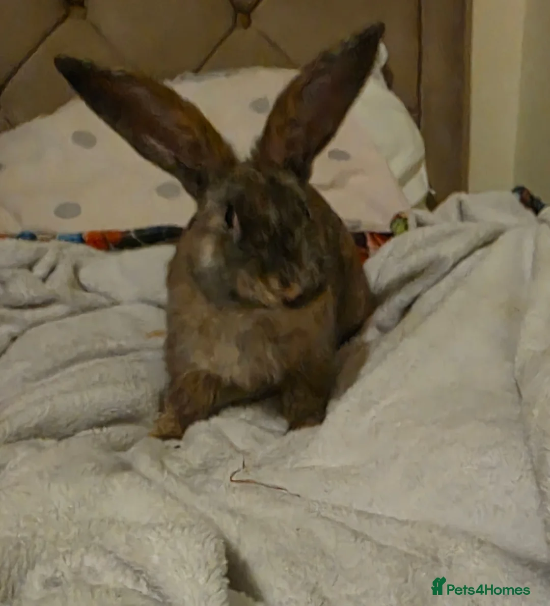 Mixed Breed rabbits for sale: Mixed giant breed rabbits  in London - Advert 4