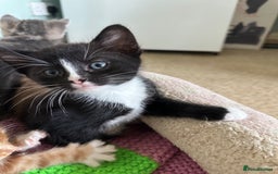 Mixed Breed cats for sale: Beautiful litter off kittens  - Image 7
