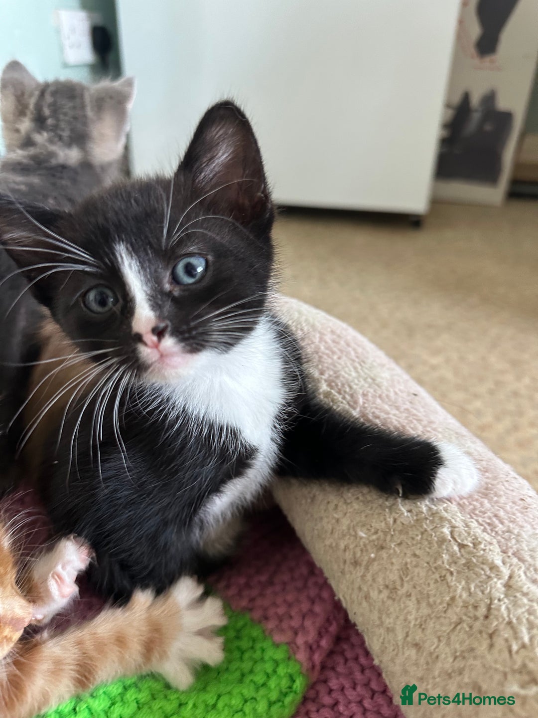 Mixed Breed cats for sale: Beautiful litter off kittens  - Image 7