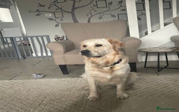Golden Retriever dogs for stud: Beautiful English Cream Golden Retriever  - Image 5