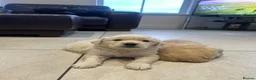 Golden Retriever dogs for sale: Golden retriever puppies  - Advert 4