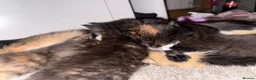 Mixed Breed cats for sale: 4 kittens  in Bristol - Advert 11