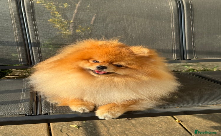 Pomeranian dogs - Advert 1