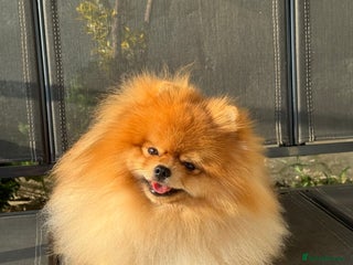 Pomeranian dogs - Advert 1