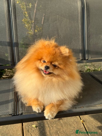 Pomeranian dogs - Advert 1