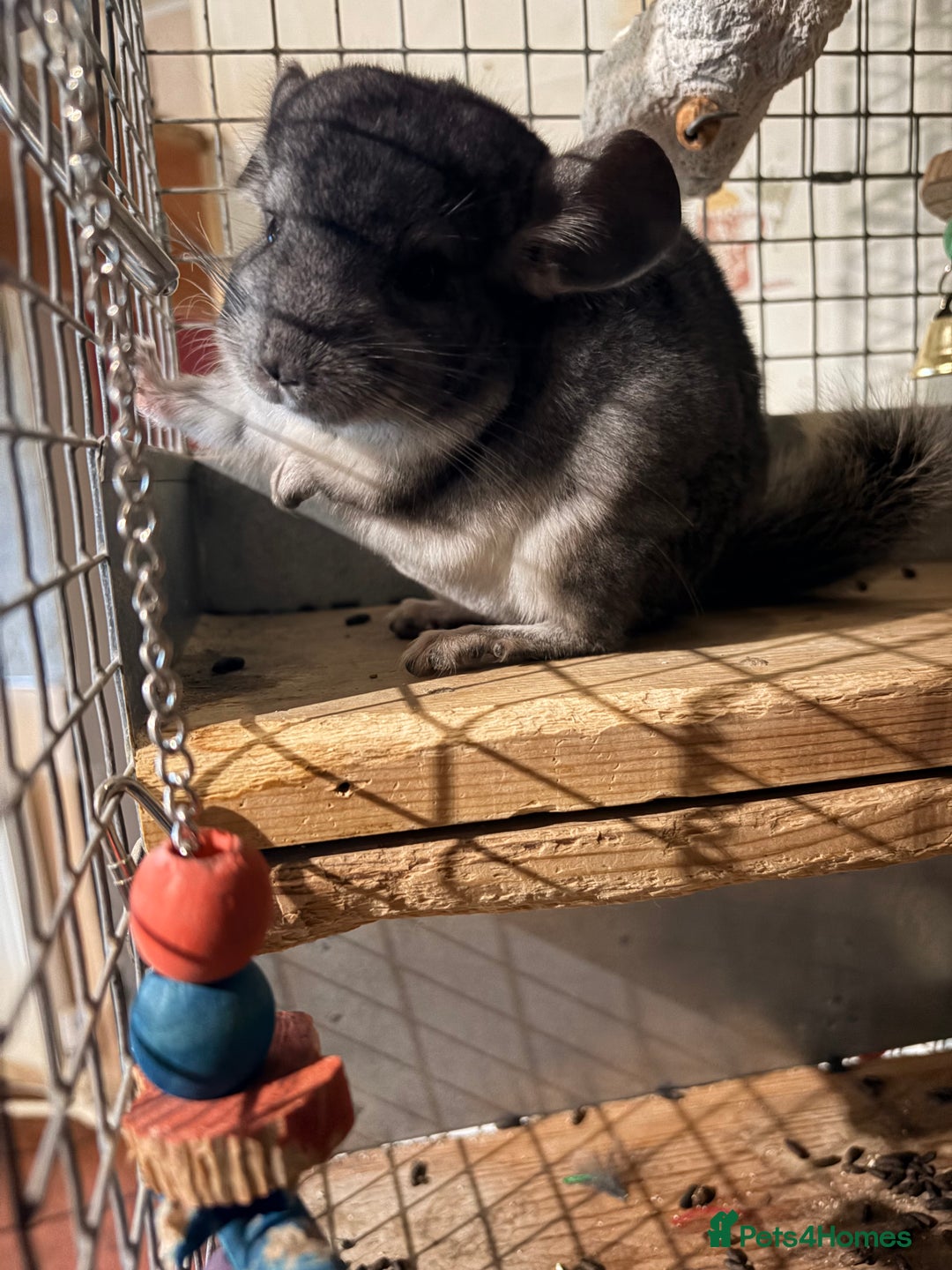 Chinchilla rodents for sale: Grey boy ready to go now - Advert 4