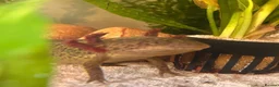 Axolotl reptiles for sale: Spud the axolotl in Barnsley - Advert 2
