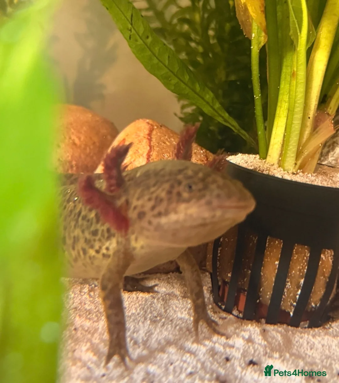 Axolotl reptiles for sale: Spud the axolotl in Barnsley - Advert 2