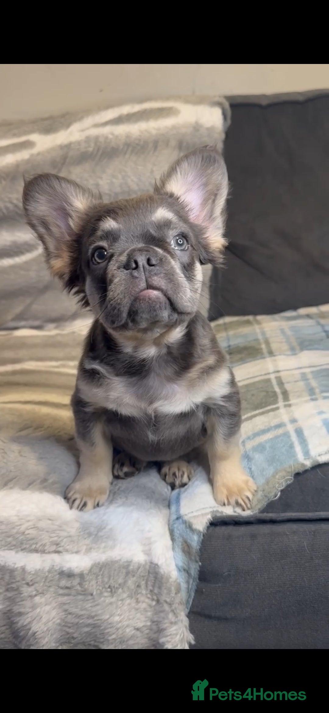French Bulldog dogs Quality French Bulldog Puppies – Well Socialised - Advert 3